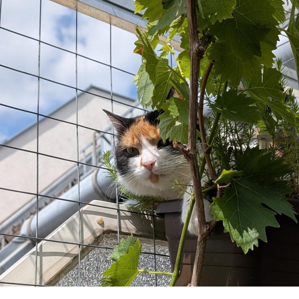 Wie groß muss das eigene Paradies sein? Wieviel Ernte muss ein Stück Acker bringen? Wie lange muss ein Moment der Freude dauern? Lies mit!