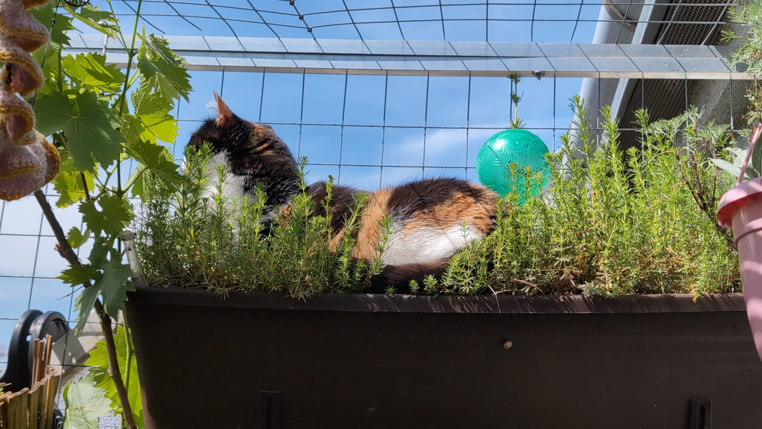 Ein Nahaufnahme-Foto der dreifarbigen Glückskatze Burgia (ungarisch Kartoffel), die entspannt im dichten, grünen Labkraut eines schwarzen Balkon-Pflanzkastens liegt. Sie schaut nach links über den Rand auf die Straße, umgeben von Weinblättern und einem Metallzaun, vor einem klaren blauen Himmel mit einer grünen Kugel im Hintergrund.